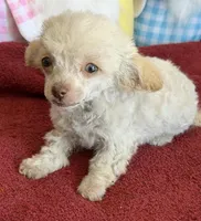 Tiny, a female Poodle - Toy  for sale in Gaffney, SC – Photo 2 of 3