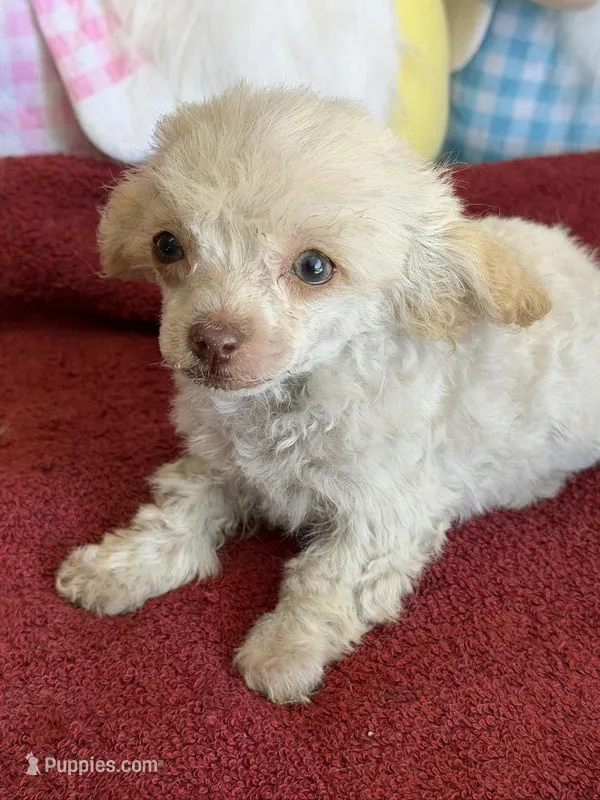 Tiny – Poodle - Toy  puppy for sale in Gaffney, SC