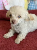 Tiny, a female Poodle - Toy  for sale in Gaffney, SC – Photo 1 of 3