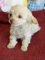 Tiny, a female Poodle - Toy  for sale in Gaffney, SC – Photo 3 of 3