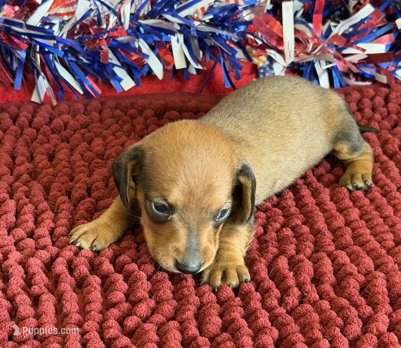 Reba – Miniature Dachshund puppy for sale in Gaffney, SC