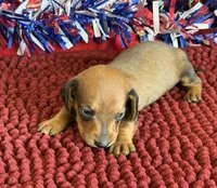 Reba, a female Miniature Dachshund for sale in Gaffney, SC – 1 of 3