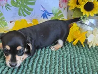 Otis, a male Miniature Dachshund for sale in Gaffney, SC – 4 of 4