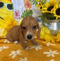 Annie, a female Miniature Dachshund for sale in Gaffney, SC – 3 of 6