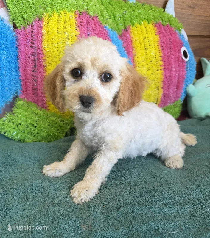 Trixie – Cockapoo puppy for sale in Gaffney, SC