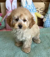 Trixie, a female Cockapoo for sale in Gaffney, SC – Photo 3 of 3