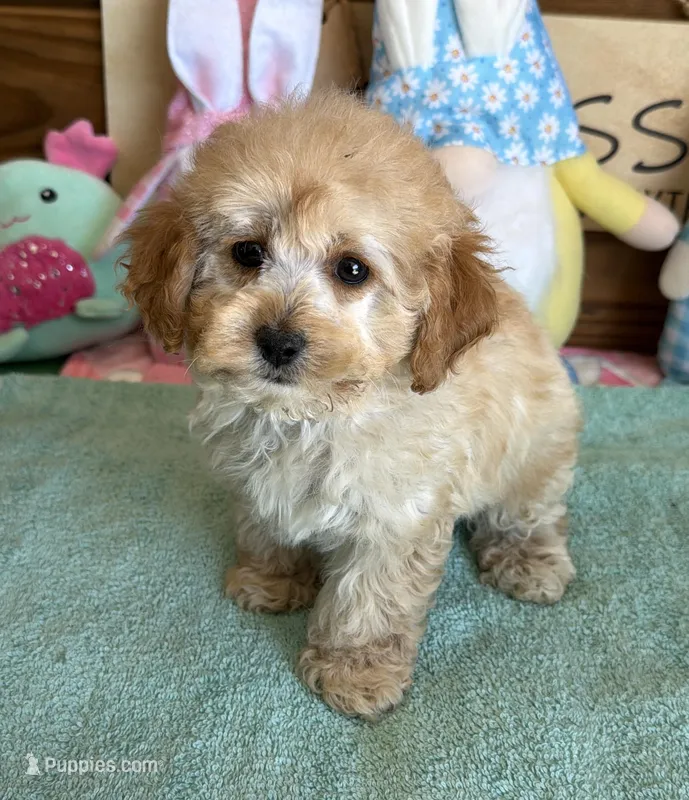 Trixie – Cockapoo puppy for sale in Gaffney, SC