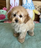 Trixie, a female Cockapoo for sale in Gaffney, SC – Photo 1 of 3