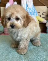 Trixie, a female Cockapoo for sale in Gaffney, SC – Photo 2 of 3