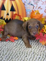 Hotshot, a male Miniature Dachshund for sale in Gaffney, SC – 2 of 3