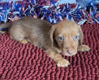 Riley, a male Miniature Dachshund for sale in Gaffney, SC – 3 of 3