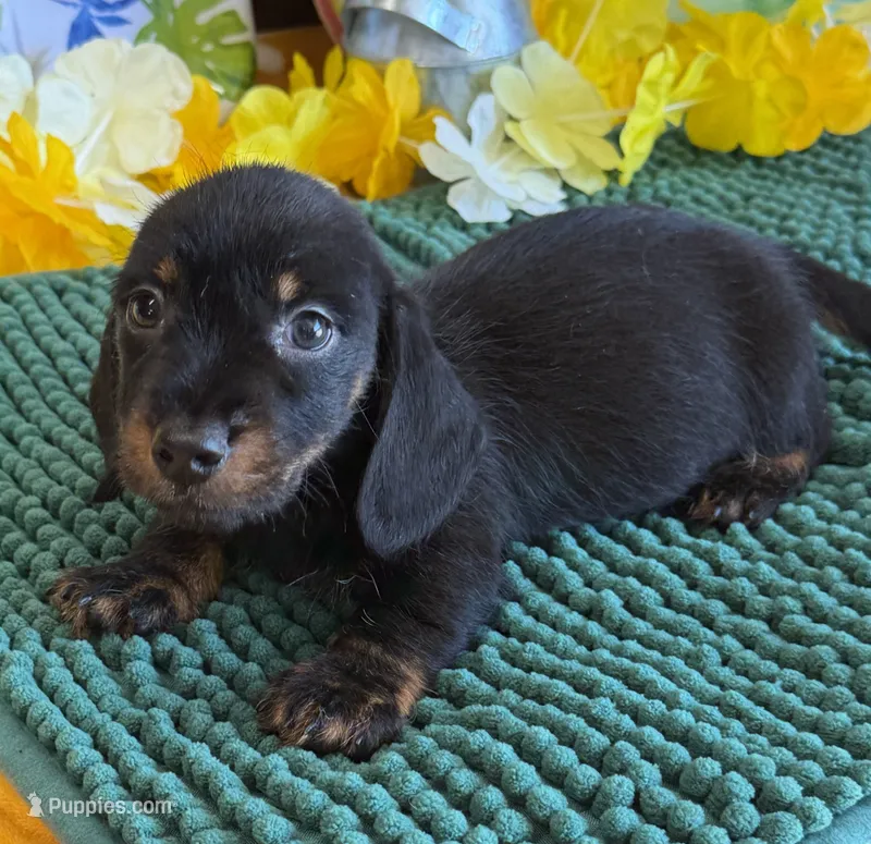 Rhett Wire – Dachshund puppy for sale in Gaffney, SC
