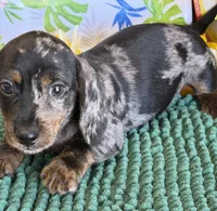 Speckles Wire, a male Miniature Dachshund for sale in Gaffney, SC – 2 of 4
