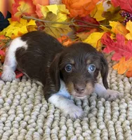 Mazzy, a female Miniature Dachshund for sale in Gaffney, SC – 2 of 3