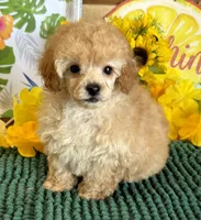 Fluff Boy, a male Poodle - Toy  for sale in Gaffney, SC – 2 of 3