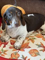 John, a male Miniature Dachshund for sale in Gaffney, SC – 2 of 4