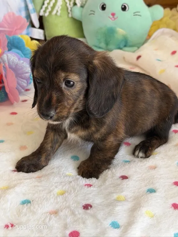 Birdie – Dachshund puppy for sale in Gaffney, SC