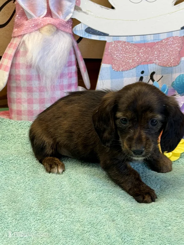 Birdie – Dachshund puppy for sale in Gaffney, SC