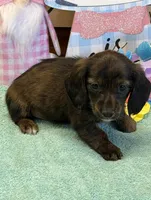 Birdie, a female Dachshund for sale in Gaffney, SC – Photo 3 of 3