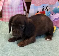 Birdie, a female Dachshund for sale in Gaffney, SC – Photo 2 of 3