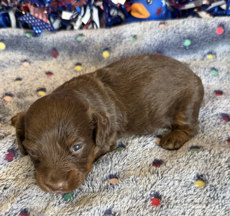 Wilson – Miniature Dachshund puppy for sale in Gaffney, SC