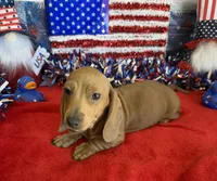Melba, a female Dachshund for sale in Gaffney, SC – 2 of 6