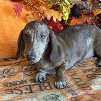 Tanner, a male Dachshund for sale in Gaffney, SC – Photo 6 of 8