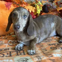 Tanner, a male Dachshund for sale in Gaffney, SC – Photo 4 of 8
