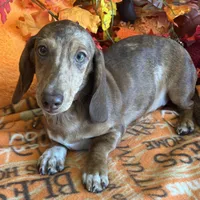 Tanner, a male Dachshund for sale in Gaffney, SC – Photo 7 of 8