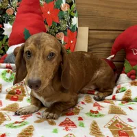 Tanner, a male Dachshund for sale in Gaffney, SC – Photo 1 of 8