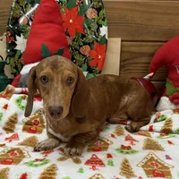 Tanner, a male Dachshund for sale in Gaffney, SC – Photo 2 of 8