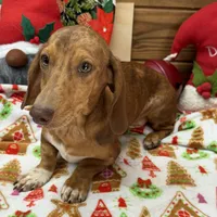 Tanner, a male Dachshund for sale in Gaffney, SC – Photo 3 of 8