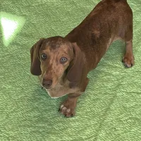 Tanner, a male Dachshund for sale in Gaffney, SC – Photo 8 of 8