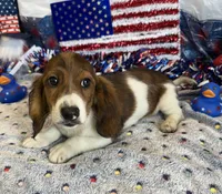 Marco, a male Miniature Dachshund for sale in Gaffney, SC – 2 of 3