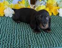 Rhett Wire, a male Dachshund for sale in Gaffney, SC – 3 of 4