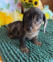 Speckles Wire Boy 2, a male Miniature Dachshund for sale in Gaffney, SC – 3 of 3