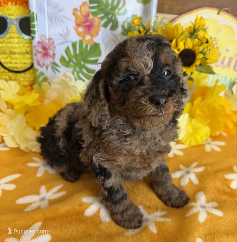 Bart – Cockapoo puppy for sale in Gaffney, SC