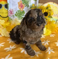 Bart, a male Cockapoo for sale in Gaffney, SC – 1 of 3