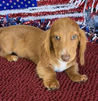 Bentley, a male Miniature Dachshund for sale in Gaffney, SC – 2 of 3