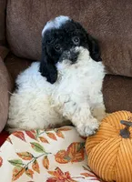 Moses, a male Cockapoo for sale in Gaffney, SC – 6 of 8