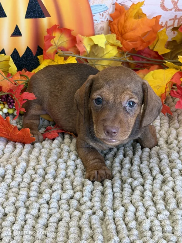 Hotshot – Miniature Dachshund puppy for sale in Gaffney, SC