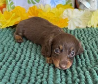 Polly, a female Miniature Dachshund for sale in Gaffney, SC – 2 of 3