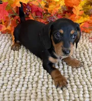Chaps, a male Miniature Dachshund for sale in Gaffney, SC – 3 of 3
