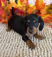 Chaps, a male Miniature Dachshund for sale in Gaffney, SC – 1 of 3