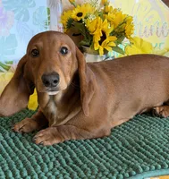 Nate, a male Dachshund for sale in Gaffney, SC – 3 of 3