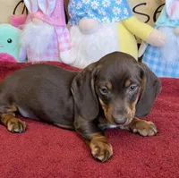 Bucky, a male Dachshund for sale in Gaffney, SC – Photo 3 of 3