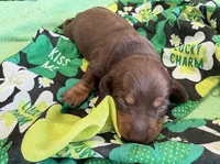 Bucky, a male Dachshund for sale in Gaffney, SC – Photo 1 of 2