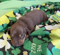 Bucky, a male Dachshund for sale in Gaffney, SC – Photo 2 of 2