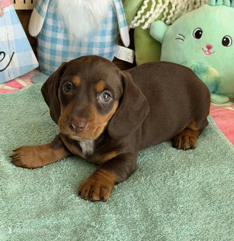 Bucky – Dachshund puppy for sale in Gaffney, SC