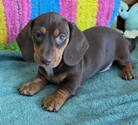 Bucky, a male Dachshund for sale in Gaffney, SC – 3 of 3
